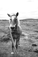 Icelandic Horses - 2