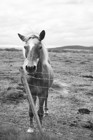 Icelandic Horses - 2